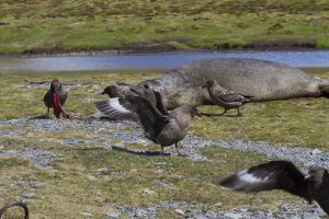 Stromness, South Georgia Island 162.jpg